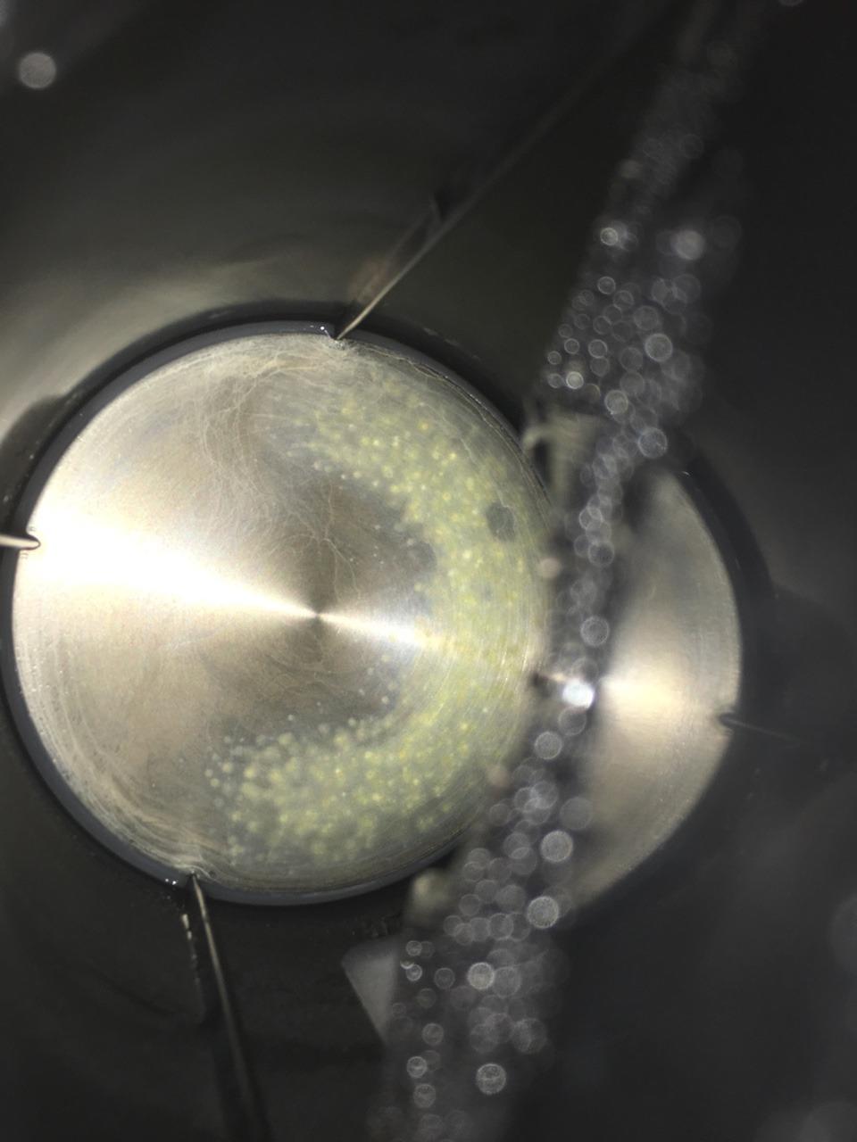 Mold in Tea Kettle