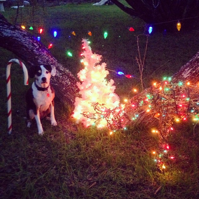 Enchanting Christmas Yard Decorations to Transform Your Outdoor Space